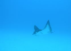 Eagle Ray taken in Bora Bora around 60ft, I used an Olymp... by Justin Pfeifer 